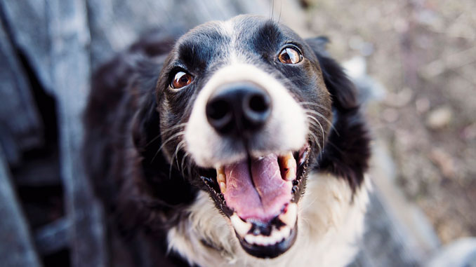 gutes-hochwertiges-hundefutter-zecken-wuermer-bei-hunden