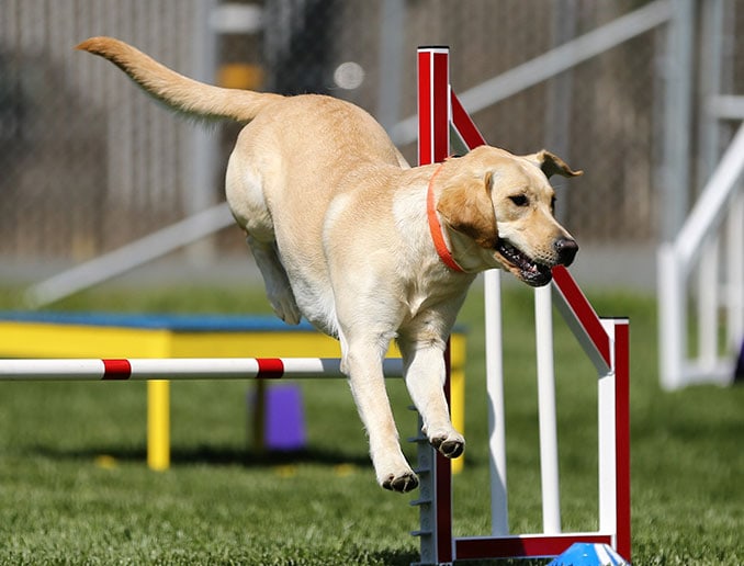 hunde-sport-nahrung-futter