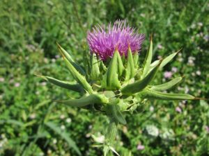 mariendistel-gesunde-ernaehrung-leber-galle