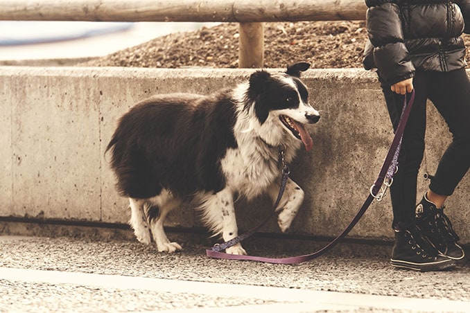 nahrungsergaenzung-hund-krankheiten-zecken-wuermer