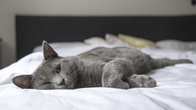 Toxoplasmose Katzen Krankheiten Leukaemie