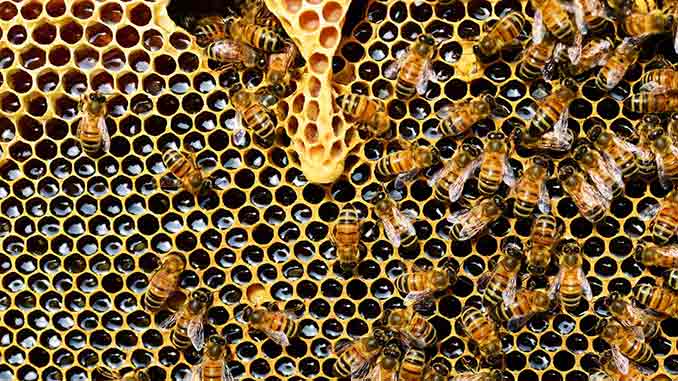Bienenwachs kaufen Naturprodukte