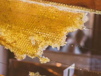 Bienenwachs Naturkosmetik Creme Salbe