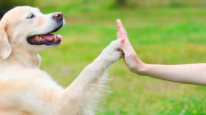 Bierhefe Gruenlippmuschel Hund Nahrung Futter