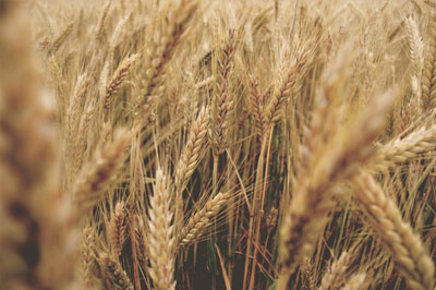 Hafer Flocken Getreide glutenfrei