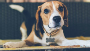 Hundefutter ohne Getreide bestellen Barf