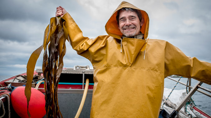 Algen kaufen Meeres Produkte Wakame Algen kaufen Meeres Produkte Wakame