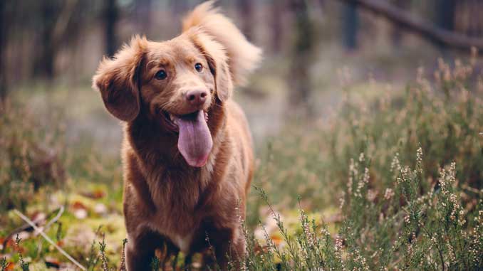 Hundefutter Superfoods online Hundefutter Superfoods online