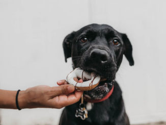 Allergiker Hunde