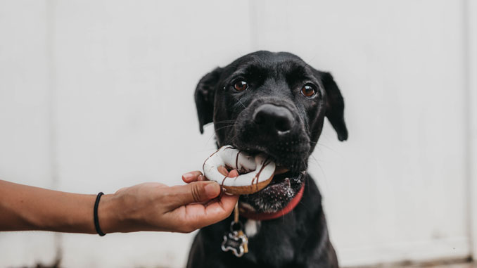 Allergiker Hunde