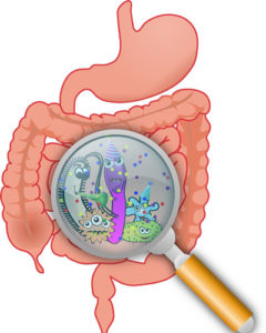 bakterien im magen