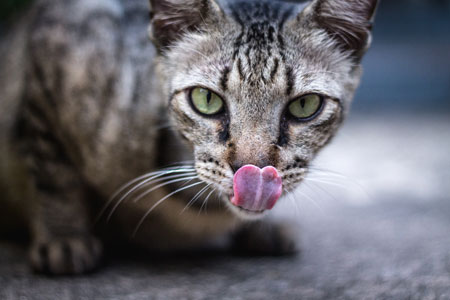 Bozita Katzenfutter online