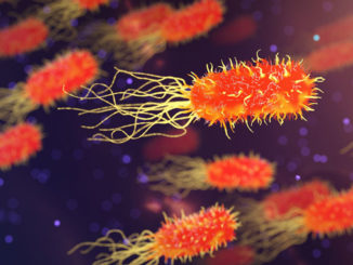 candida albicans