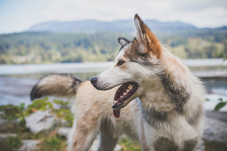 Hundefutter getreidefrei