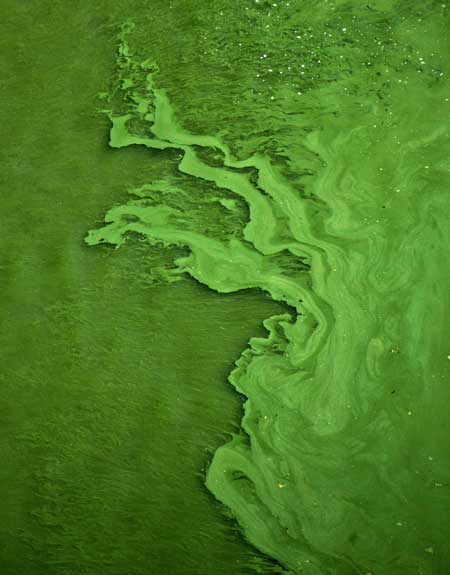 Spirulina Phycocyanin