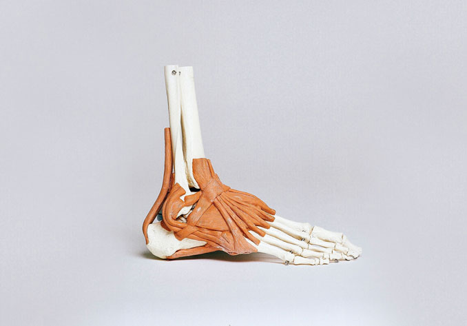 Achillessehnenentzündung Fuß Anatomie.