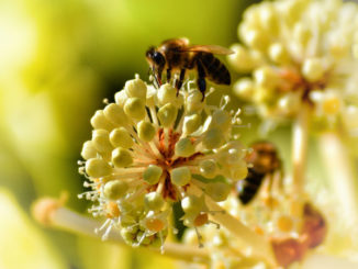 Propolis Salbe