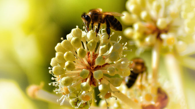 Propolis Salbe Propolis Salbe