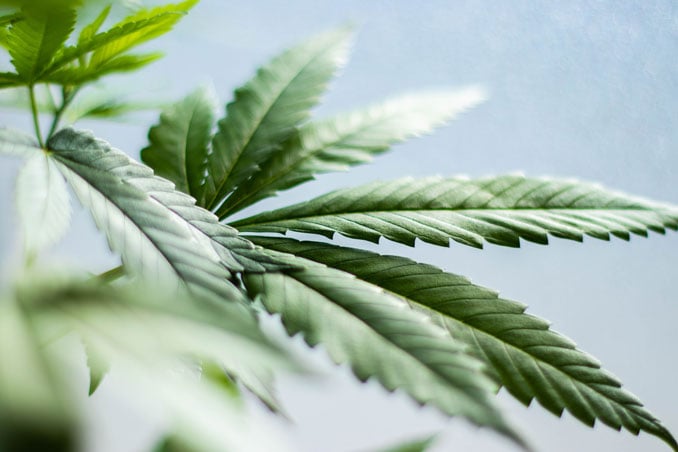 Cannabispflanze Wirkung CBD