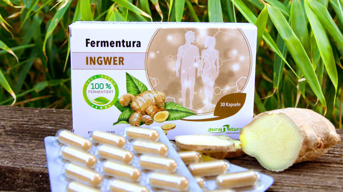 Fermentura Ingwer test auranatura Fermentura Ingwer test auranatura