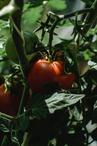 Insektenschutz Tomatenpflanze