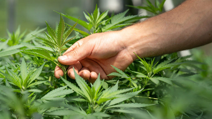 Wie sollte man CBD anwenden Wie sollte man CBD anwenden