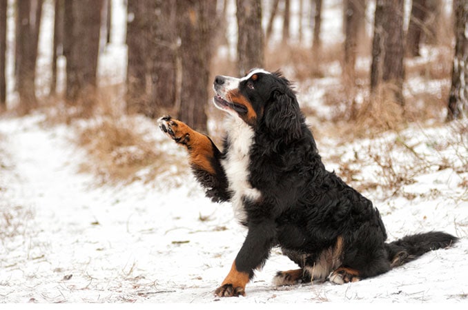 Hund Pfoten Winter