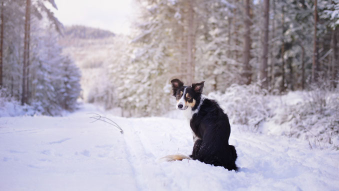 Outdooraktivitäten Hund Winter